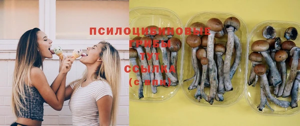 крисы Бородино