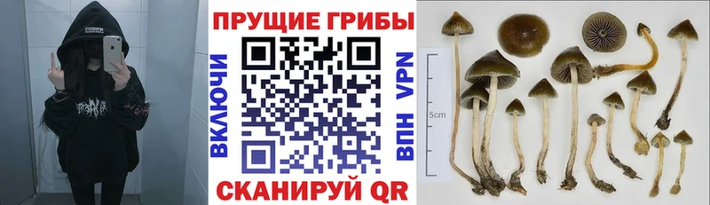 Псилоцибиновые грибы MAGIC MUSHROOMS  Лобня 